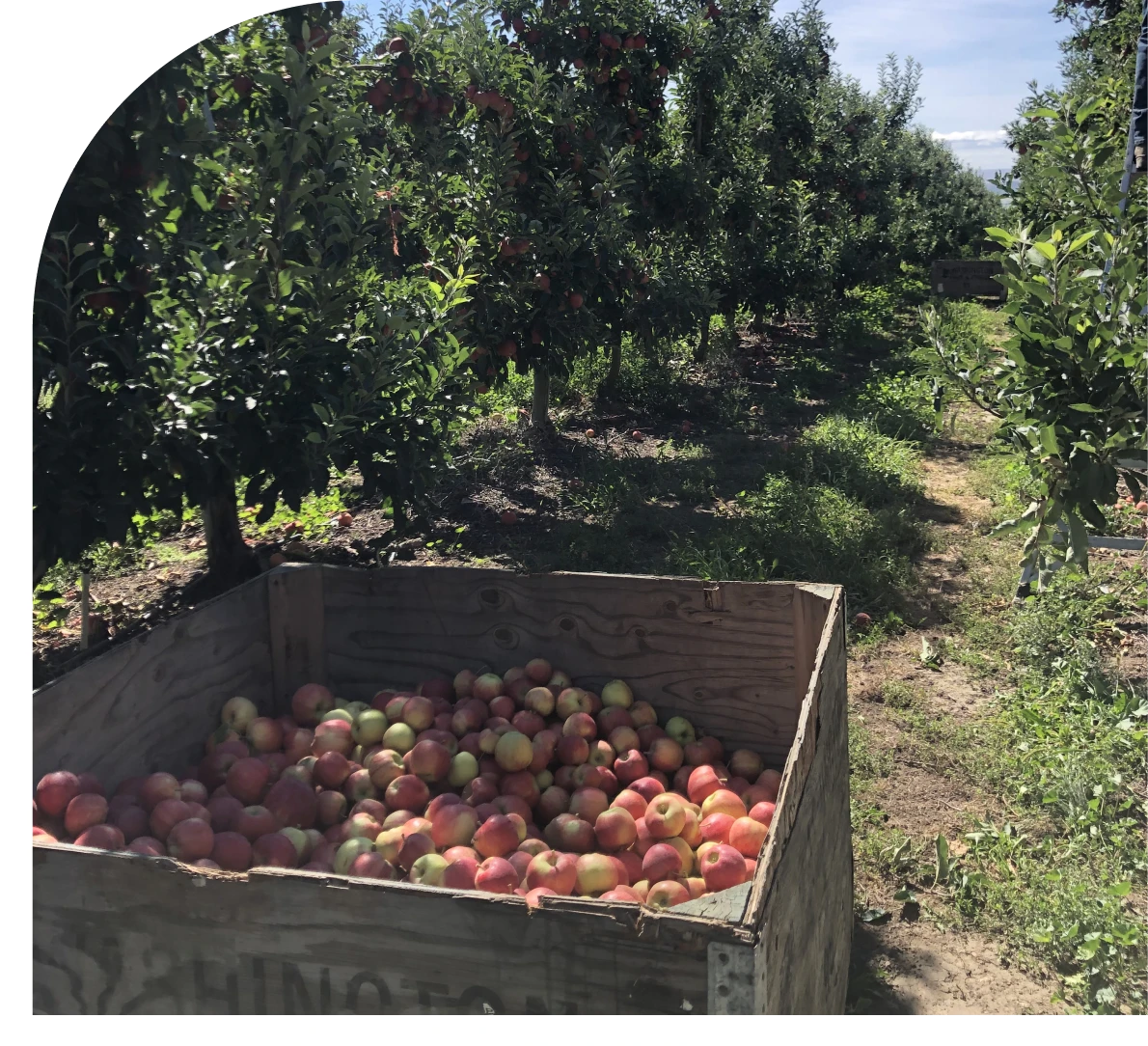 Apple orchard with wooden crate