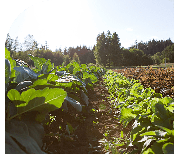 Sunlit farm field with green plants