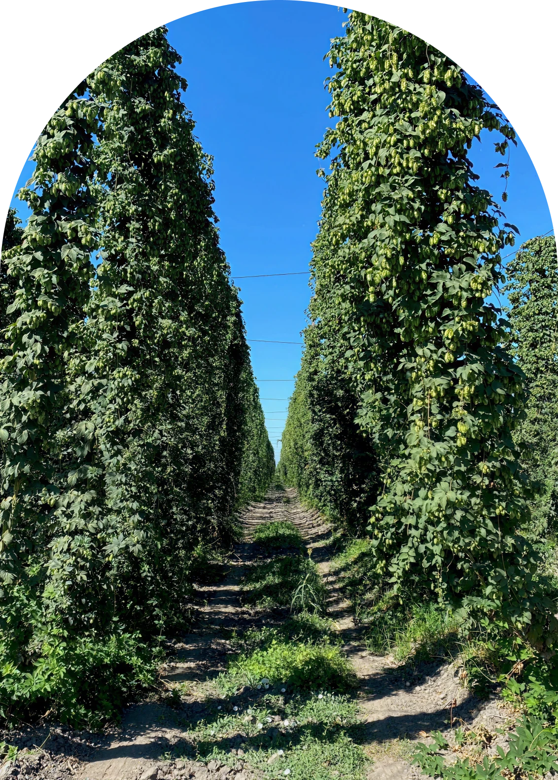 Vertical rows of lush greenery
