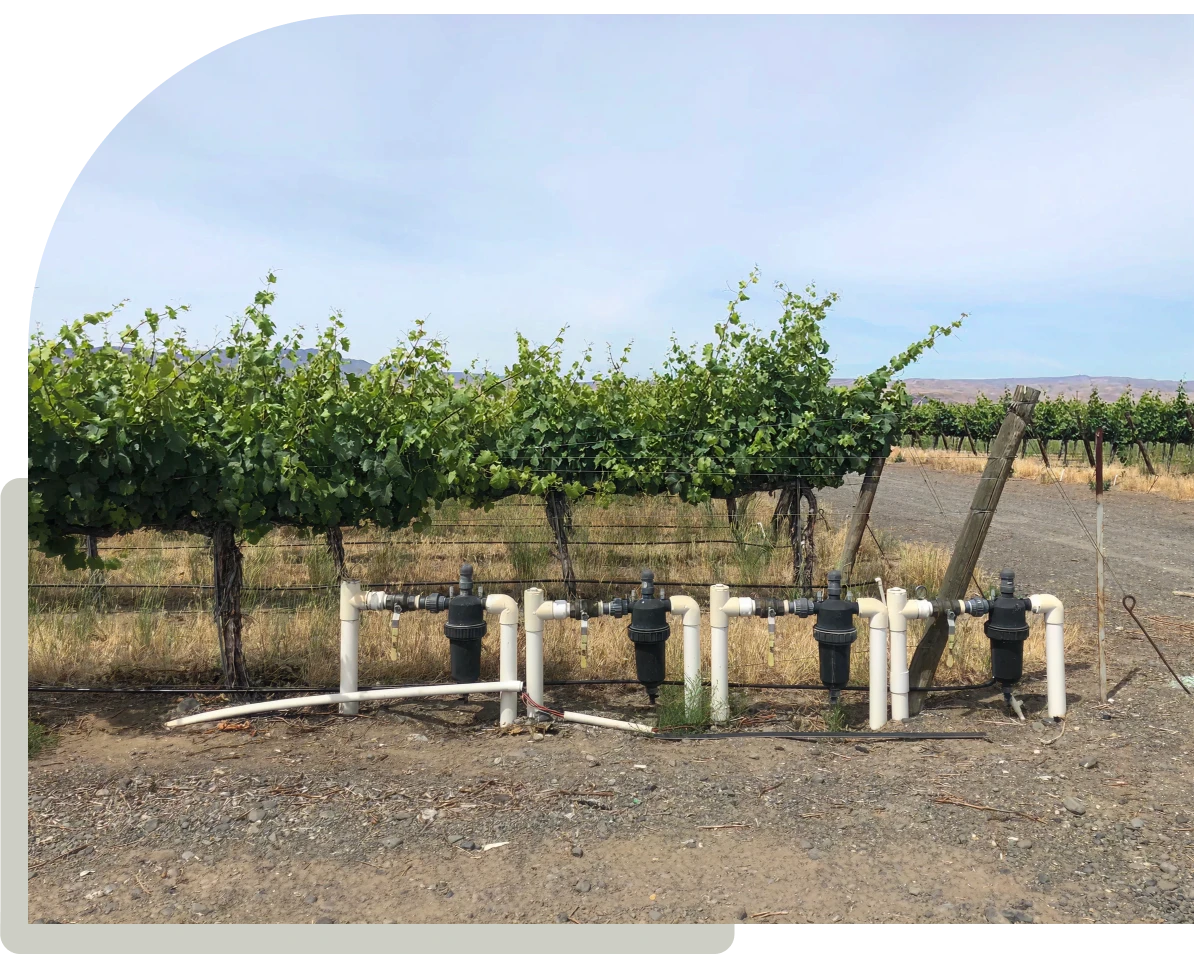 Vineyard irrigation system with green grapevines