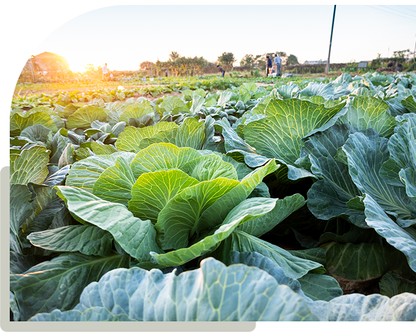 Cabbage field at sunrise