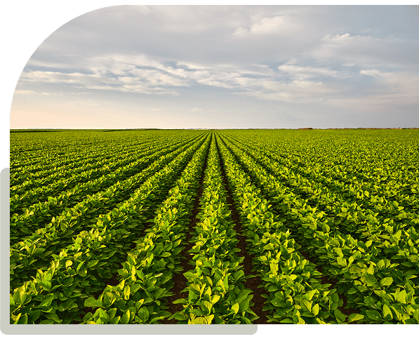 Lush crop rows stretching into horizon